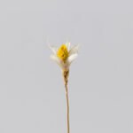 sku1 Wabiv Natural handmade dried flowers