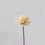 sku7 Wabiv Natural handmade dried flowers