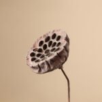 Natural dried flower arrangements